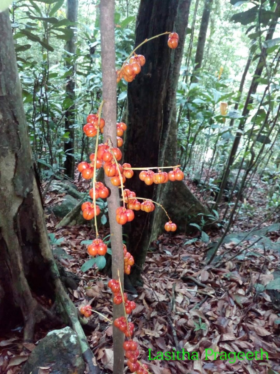 Agrostistachys borneensis Becc.